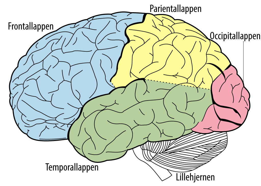 Hjernelapperne - til brug på hjernerystelsesordbog