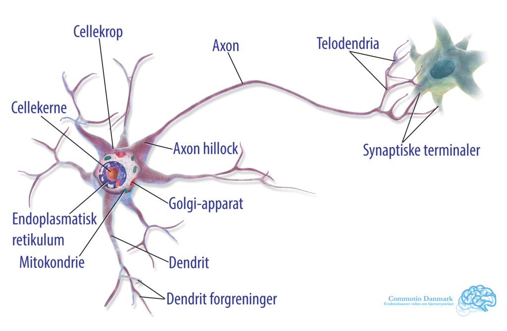 Et neuron 